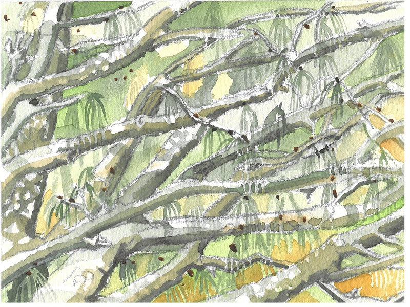 Megan Forward - Fine Art Print - 'Casuarinas'