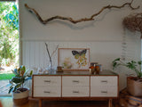 Megan Forward - Art Print A3 matted - Lemon Myrtle and Birdwing Butterfly
